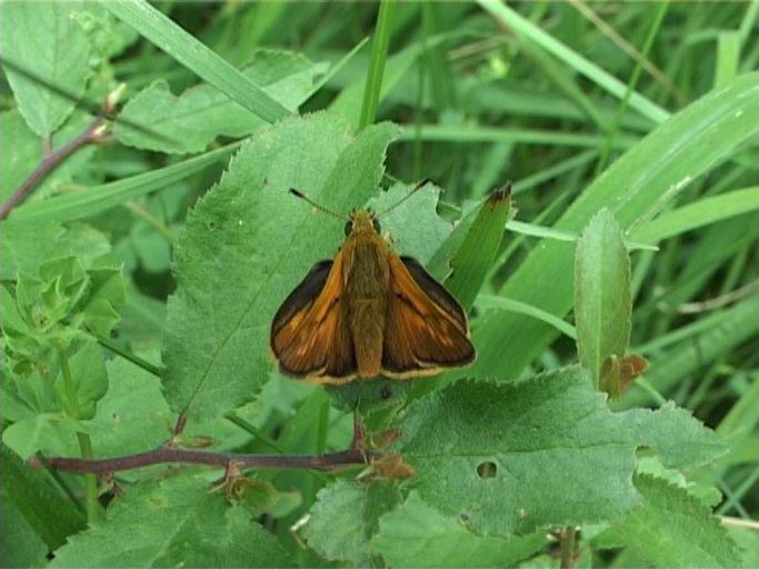 Rostfarbiger Dickkopffalter ( Ochlodes sylvanus ), Männchen : Am Niederrhein, Biotop, 24.06.2006